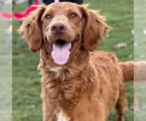 Golden Retriever Dogs for adoption in Canton, CT, USA