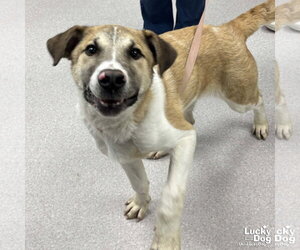 Mutt Dogs for adoption in Washington, DC, USA