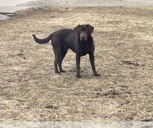 Father of the Labrador Retriever puppies born on 05/28/2025