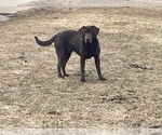 Small Photo #1 Labrador Retriever Puppy For Sale in WAUSEON, OH, USA