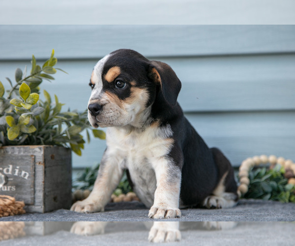 Medium Photo #28 Beabull Puppy For Sale in MILLERSBURG, OH, USA