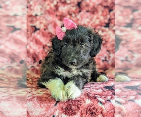 Medium Photo #6 Sheltidoodle Puppy For Sale in CHRISTIANA, PA, USA