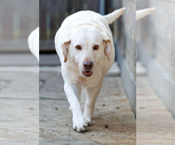 Medium Photo #11 Mutt Puppy For Sale in McKinney, TX, USA