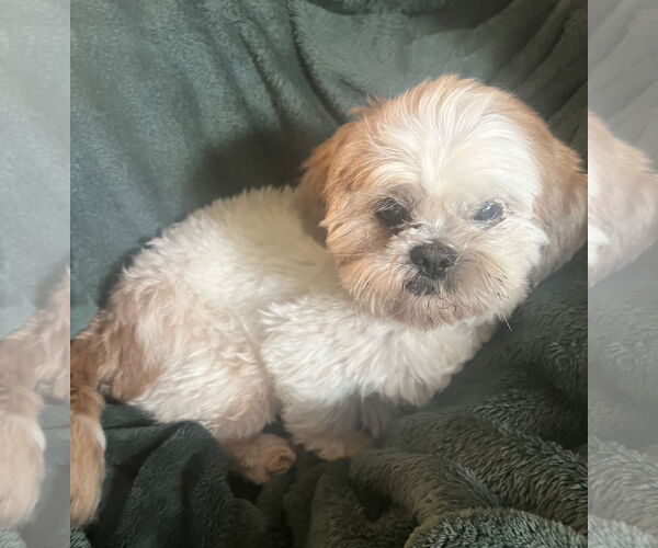 Medium Photo #3 Shih Tzu Puppy For Sale in Wheaton, IL, USA