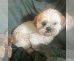 Small #2 Shih Tzu