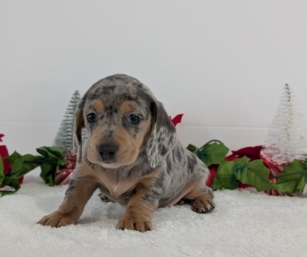 Medium Photo #12 Dachshund Puppy For Sale in GOSHEN, IN, USA