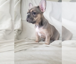 French Bulldog Dog for Adoption in NORCO, California USA