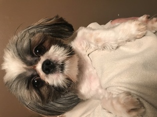 Shih Tzu Puppy for sale in WALDORF, MD, USA