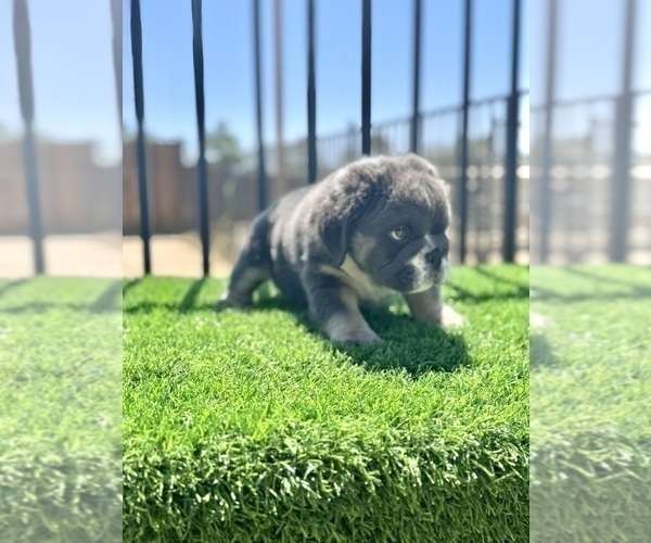 Medium Photo #6 English Bulldog Puppy For Sale in DAYTON, OH, USA