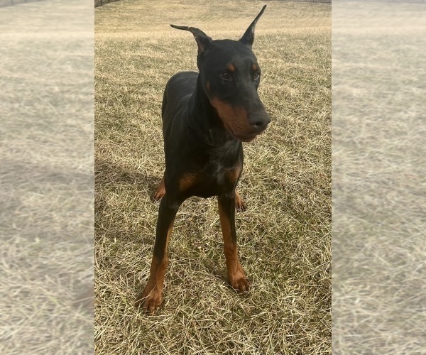 Medium Photo #12 Doberman Pinscher Puppy For Sale in WARSAW, IN, USA