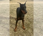 Small #10 Doberman Pinscher
