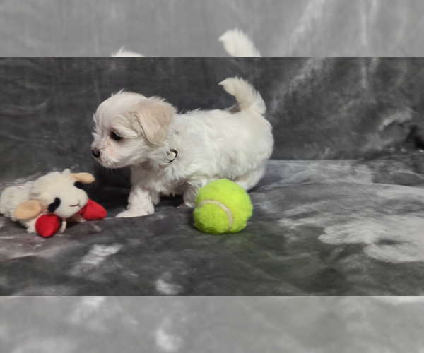 Medium Photo #8 Maltese Puppy For Sale in OCALA, FL, USA