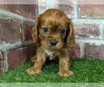 Small #3 Cavalier King Charles Spaniel