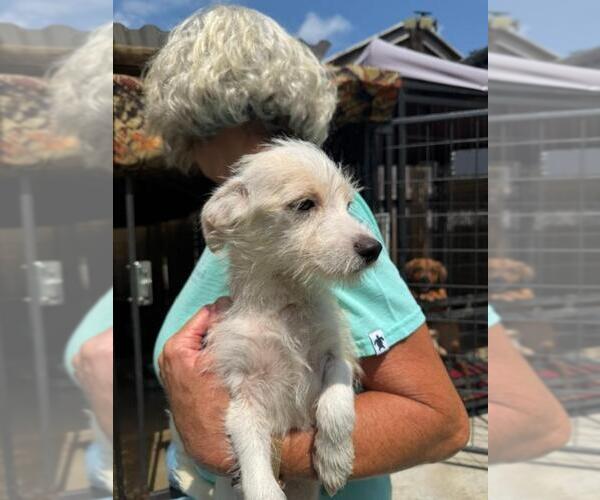 Medium Photo #3 Mutt Puppy For Sale in Jackson Township, NJ, USA