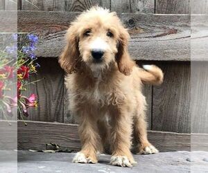 Goldendoodle-Poodle (Miniature) Mix Puppy for sale in DRY RUN, PA, USA