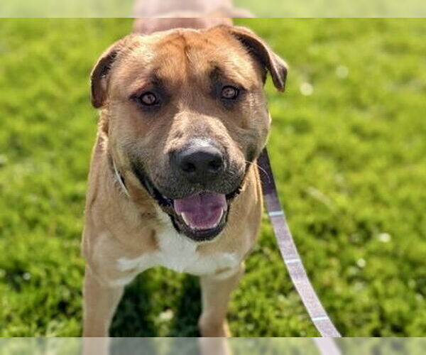 Medium Photo #2 Mutt Puppy For Sale in Martinez, CA, USA