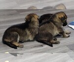Puppy Puppy 1 German Shepherd Dog
