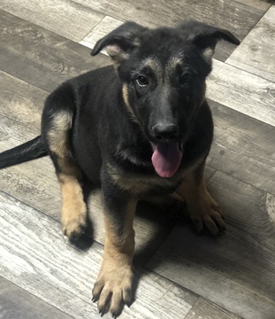 Medium Photo #3 German Shepherd Dog Puppy For Sale in ALBANY, KY, USA