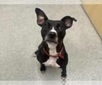 Small American Pit Bull Terrier Mix