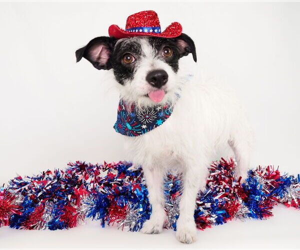 Medium Photo #7 Chihuahua-Unknown Mix Puppy For Sale in phoenix, AZ, USA