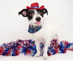 Small #6 Chihuahua Mix