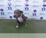 Small Mutt