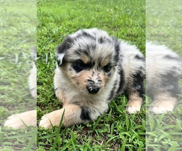 Medium Photo #4 Australian Shepherd Puppy For Sale in MEHERRIN, VA, USA