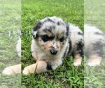 Small #3 Australian Shepherd