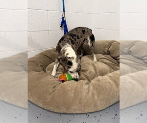 Sophia - Female American Staffordshire Terrier-Unknown Mix Dog for Adoption - Photo #4