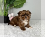 Small Photo #4 Mal-Shi Puppy For Sale in FRANKLIN, IN, USA