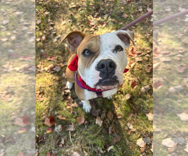 Medium Photo #8 American Bulldog-American Staffordshire Terrier Mix Puppy For Sale in Lawrenceville, NJ, USA