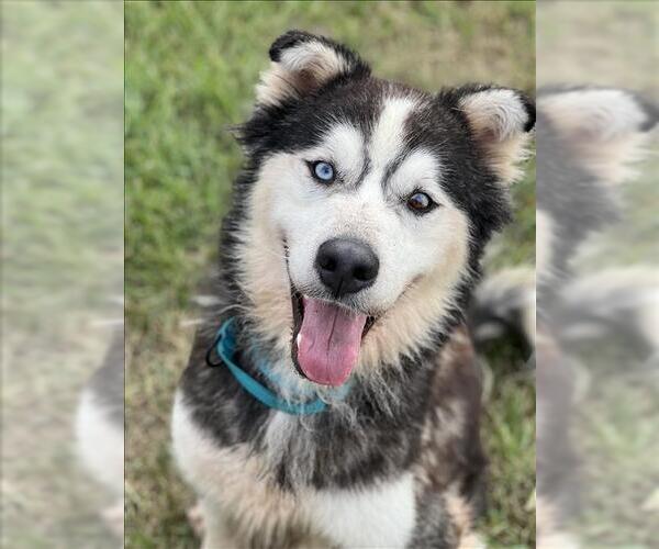 Medium Photo #1 Siberian Husky Puppy For Sale in Conroe, TX, USA