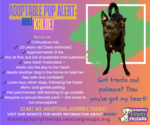 Small #10 Chihuahua Mix
