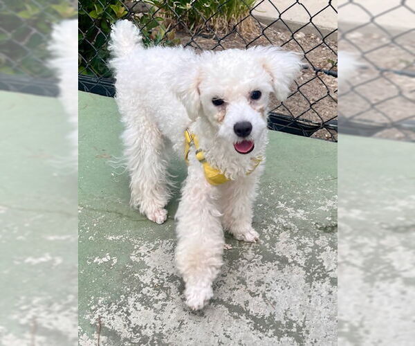 Medium Photo #2 Bichon Frise Puppy For Sale in Agoura Hills, CA, USA