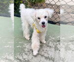 Small #1 Bichon Frise