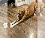 Small #2 Boxer