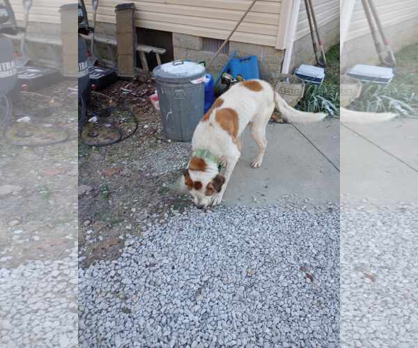 Medium Photo #3 Saint Bernard-Unknown Mix Puppy For Sale in Frenchburg, KY, USA