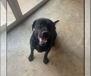 Labrador Retriever Dogs for adoption in STEELVILLE, MO, USA