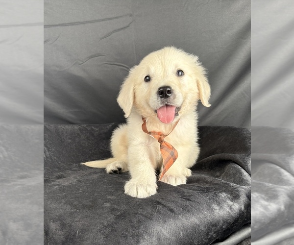 Medium Photo #4 English Cream Golden Retriever Puppy For Sale in OCALA, FL, USA