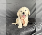 Small #3 English Cream Golden Retriever