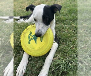 Asher - Male Australian Shepherd-Unknown Mix Dog for Adoption - Photo #4