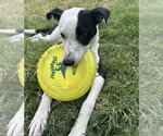 Small Photo #4 Australian Shepherd-Unknown Mix Puppy For Sale in OKLAHOMA CITY, OK, USA
