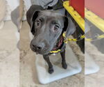 Small #1 Labrador Retriever Mix