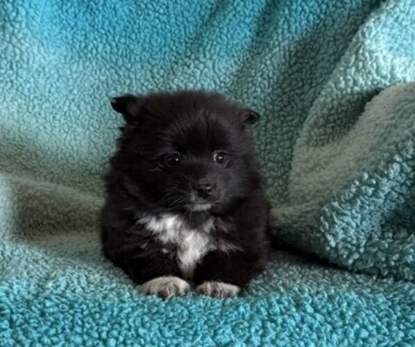 Medium Photo #1 Pomeranian Puppy For Sale in CURTISS, WI, USA