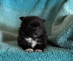 Pomeranian Puppy for sale in CURTISS, WI, USA