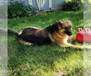 Pippi - Female German Shepherd Dog Dog for Adoption - Photo #32