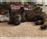 Small Photo #4 German Shepherd Dog Puppy For Sale in FAIRMOUNT, IN, USA
