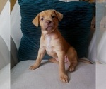Image preview for Ad Listing. Nickname: Litter of 3