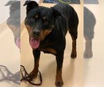 Small Photo #1 Rottweiler Puppy For Sale in Placerville, CA, USA
