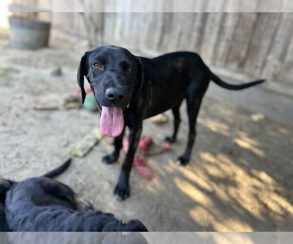 Medium Photo #4 Labrador Retriever-Unknown Mix Puppy For Sale in Clovis, CA, USA